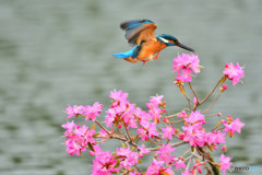 吉野ツツジとカワセミ