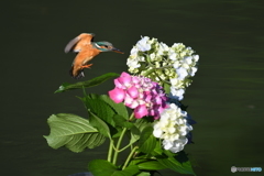 アジサイとカワセミ