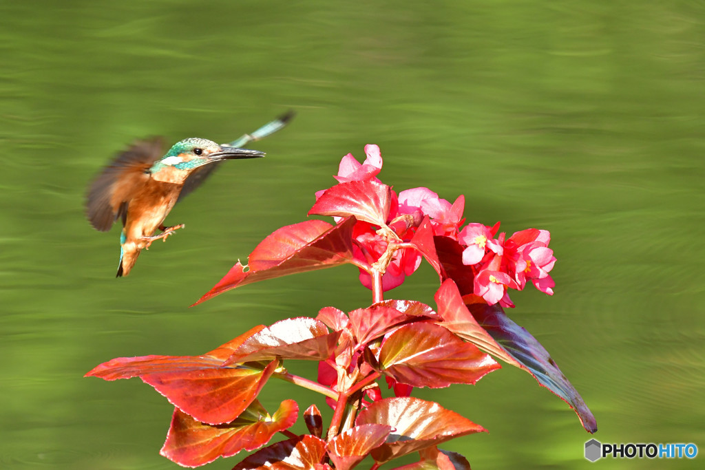 ベゴニアとカワセミ