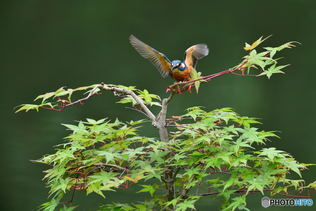 紅葉とカワセミ