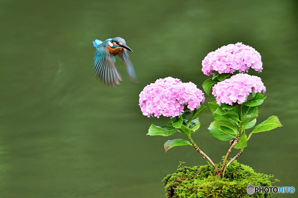 紫陽花とカワセミ