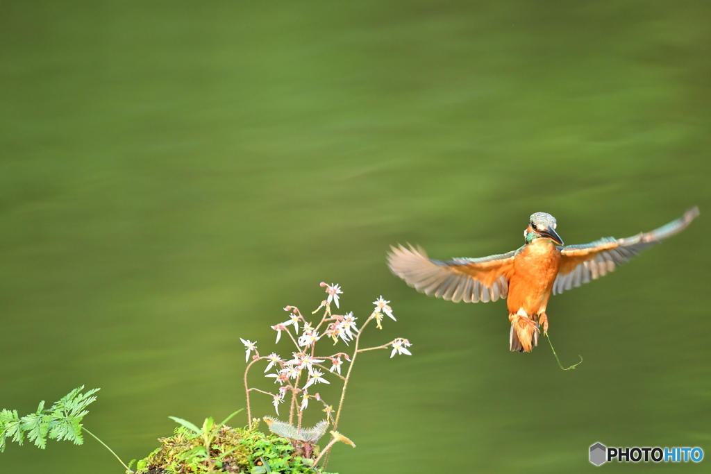 ユキノシタとカワセミ
