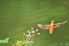 ユキノシタとカワセミ