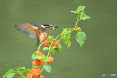 ホオズキとカワセミ