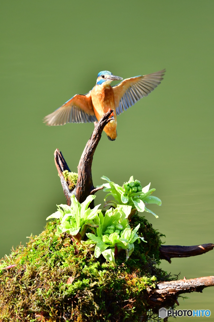 フキの薹とカワセミ