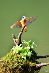 フキの薹とカワセミ