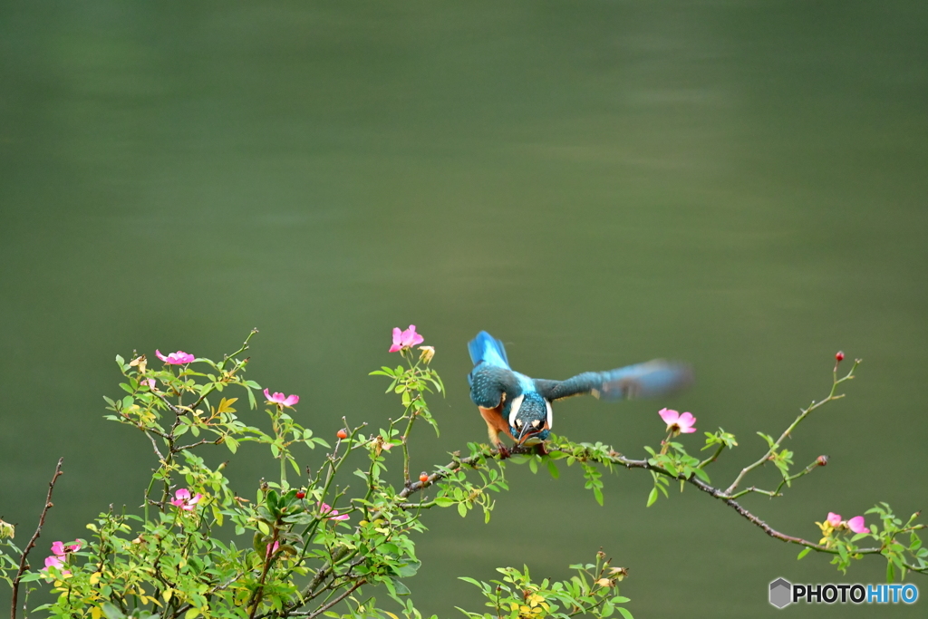 野バラとカワセミ