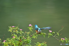 野バラとカワセミ