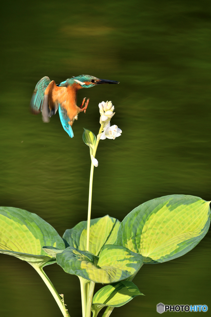 ギボシとカワセミ