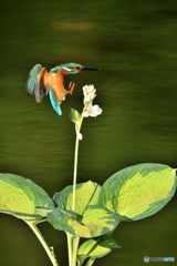 ギボシとカワセミ