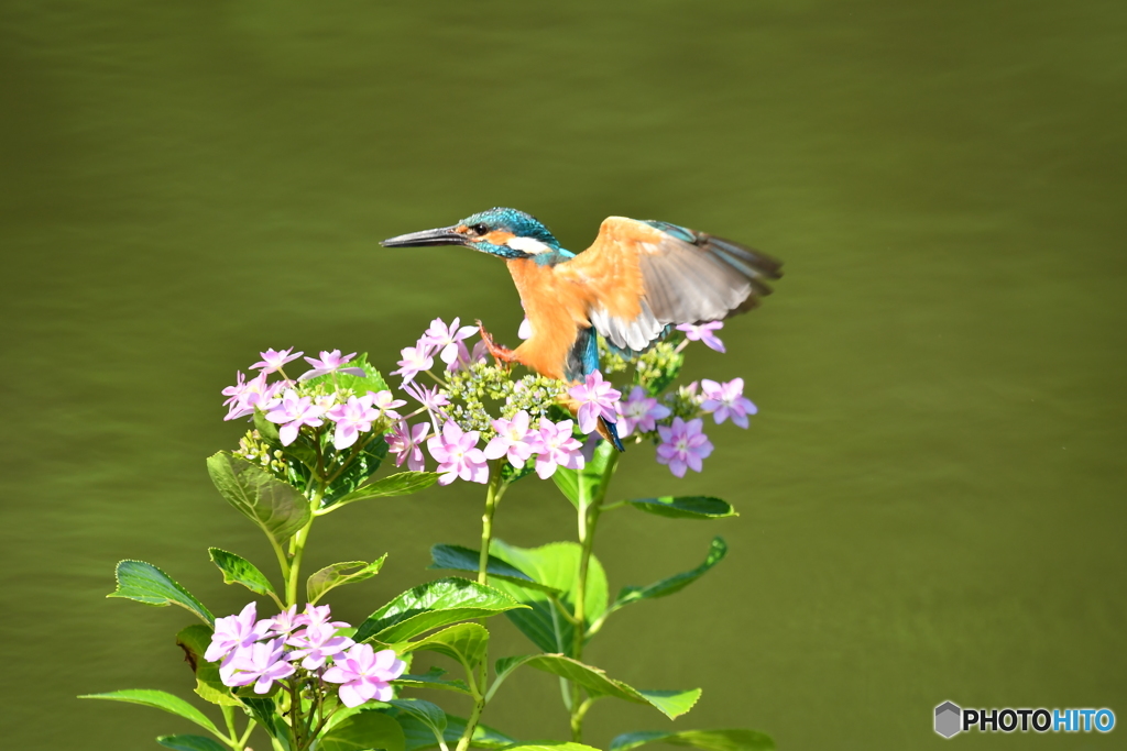 アジサイとカワセミ