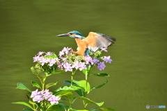 アジサイとカワセミ