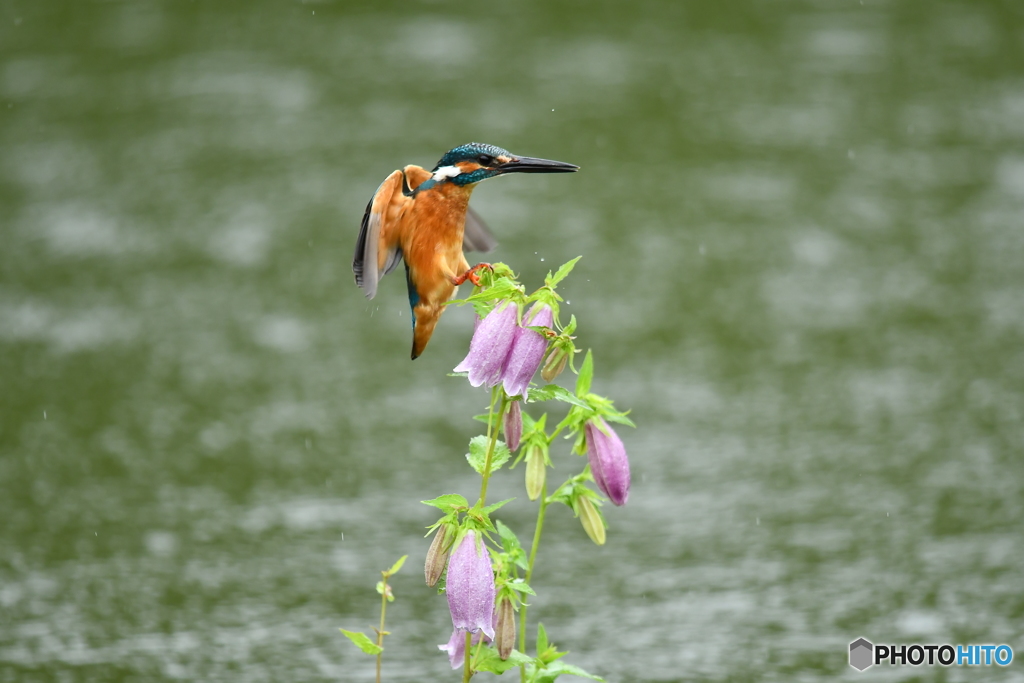 ホタルブクロとカワセミ