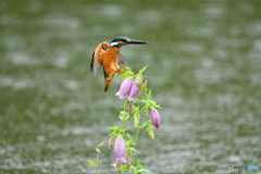 ホタルブクロとカワセミ