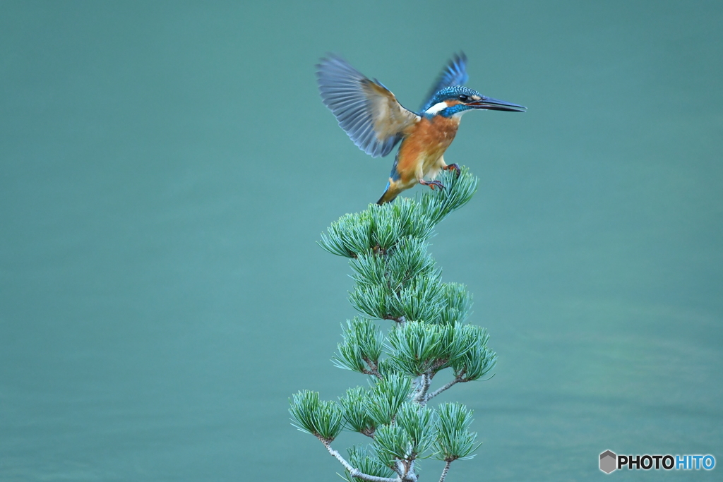 五葉松とカワセミ
