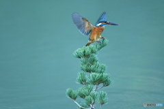 五葉松とカワセミ