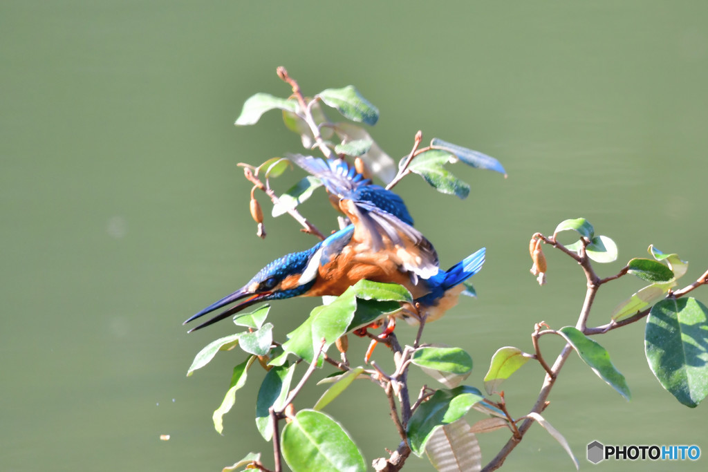 グミとカワセミ