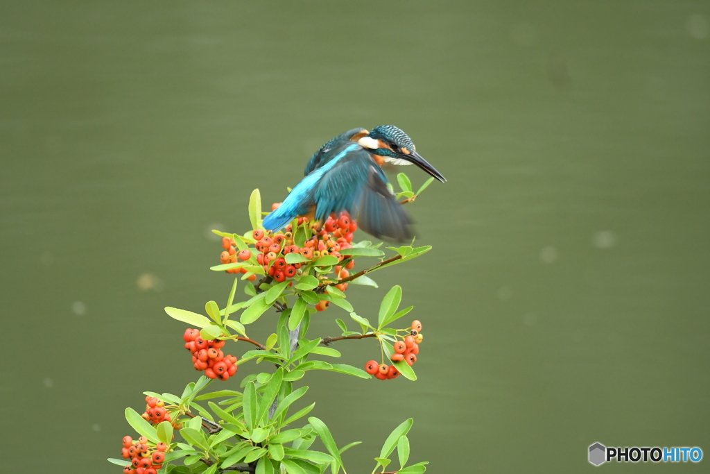 ピラカンサとカワセミ