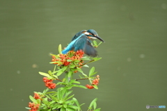 ピラカンサとカワセミ