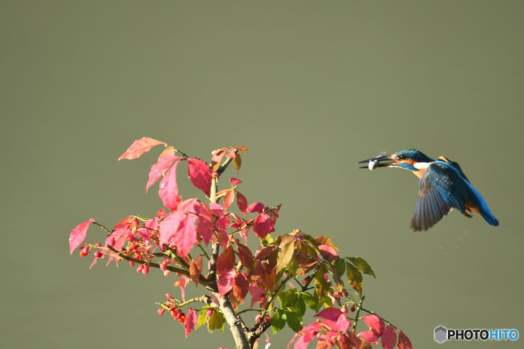 マユミとカワセミ