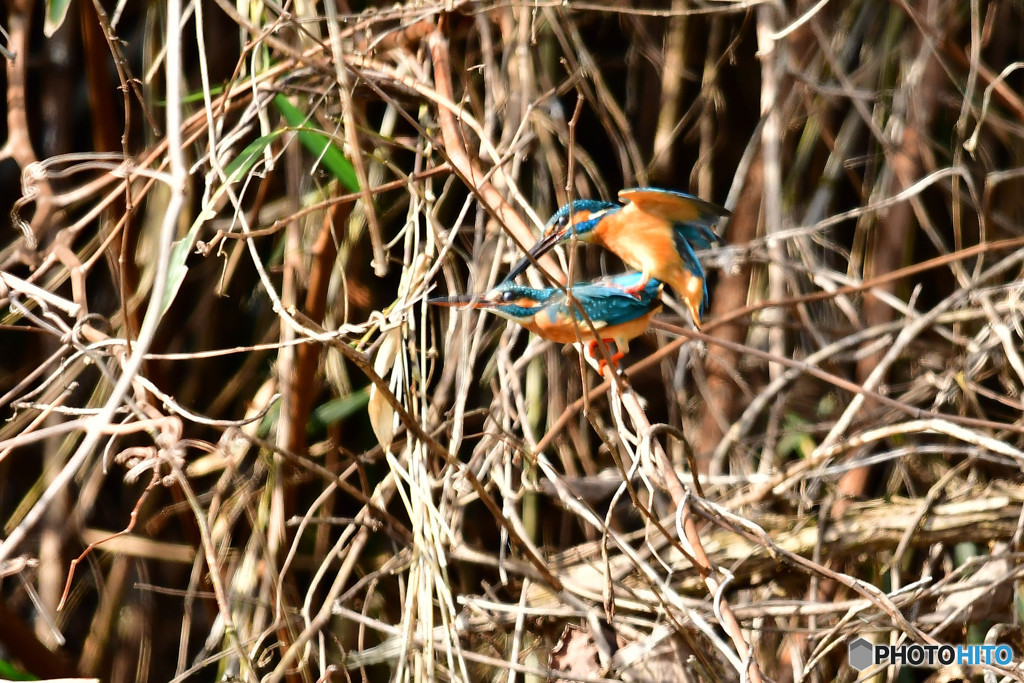 カワセミの交尾