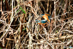 カワセミの交尾