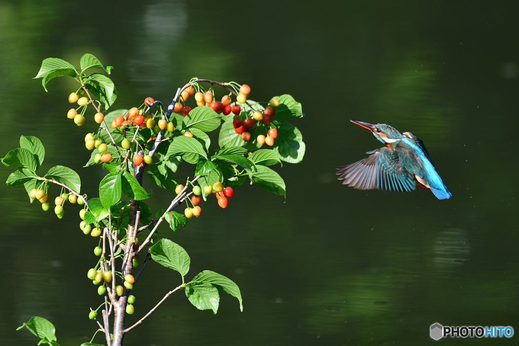 サクランボとカワセミ