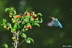サクランボとカワセミ