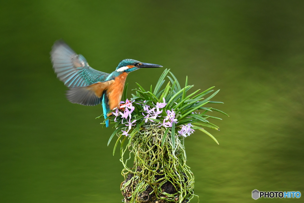富貴蘭とカワセミ