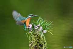 富貴蘭とカワセミ