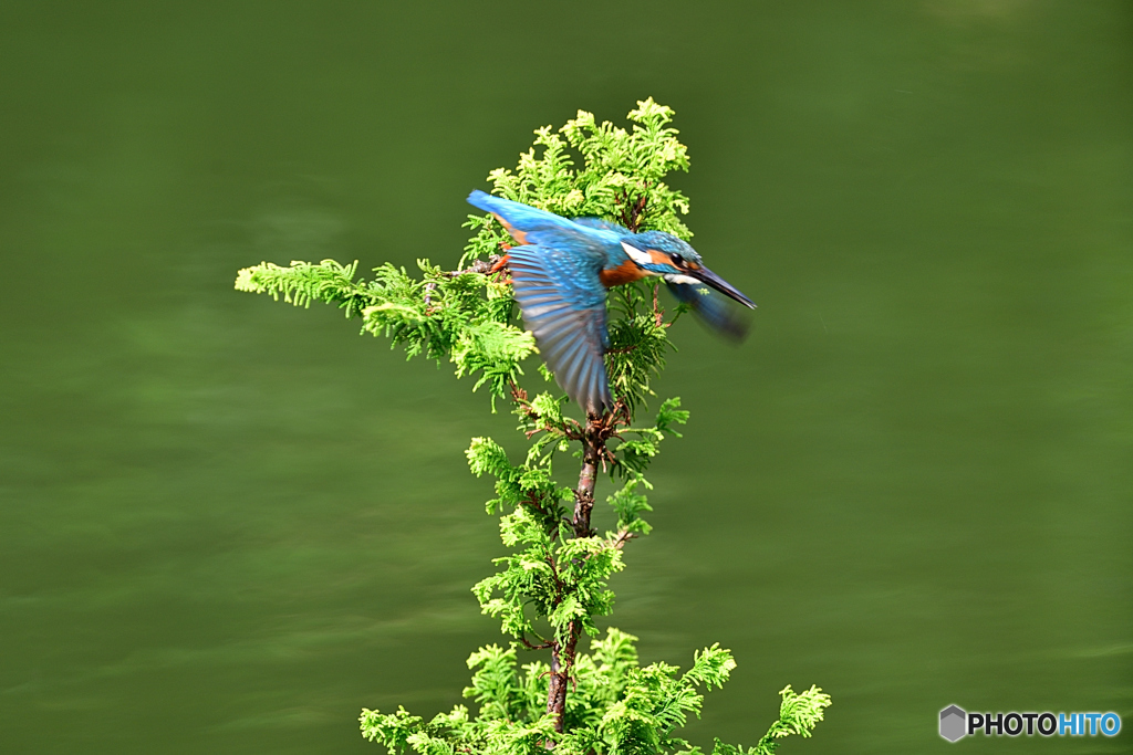 ヒバとカワセミ