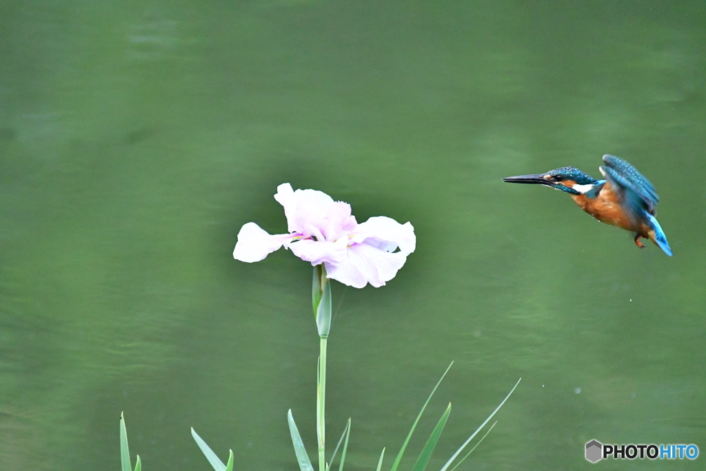 花ショウブとカワセミ