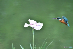 花ショウブとカワセミ