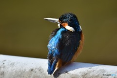 カワセミのアップ