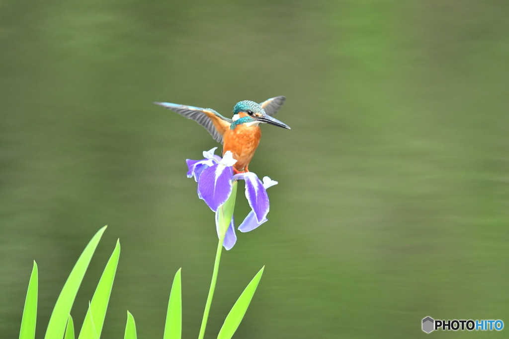 カキツバタとカワセミ