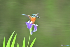 カキツバタとカワセミ