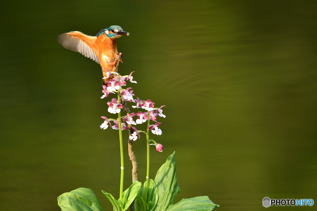 エビネとカワセミ