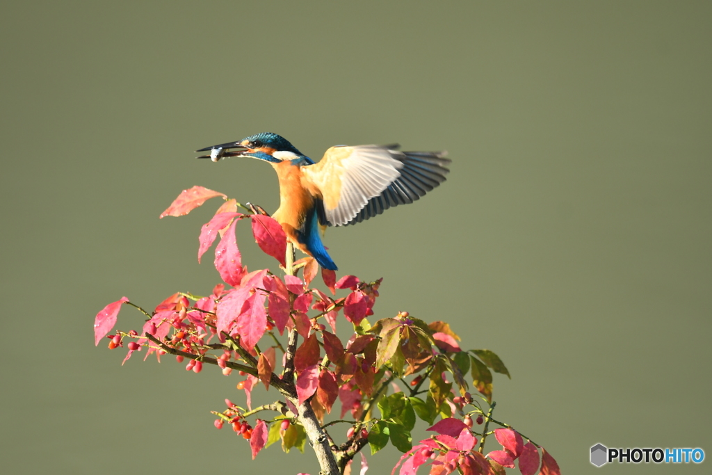 マユミとカワセミ