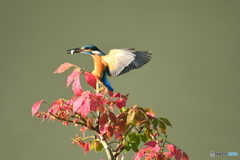 マユミとカワセミ