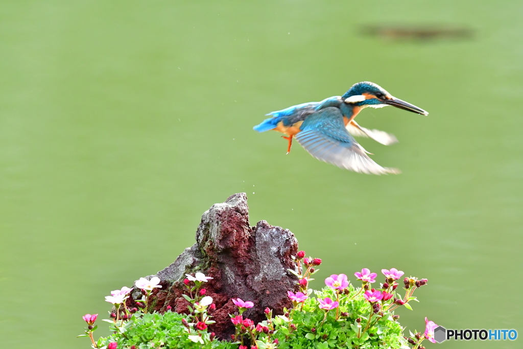 雲間草とカワセミ