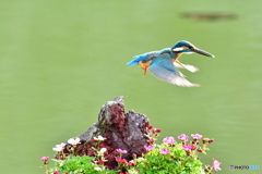 雲間草とカワセミ