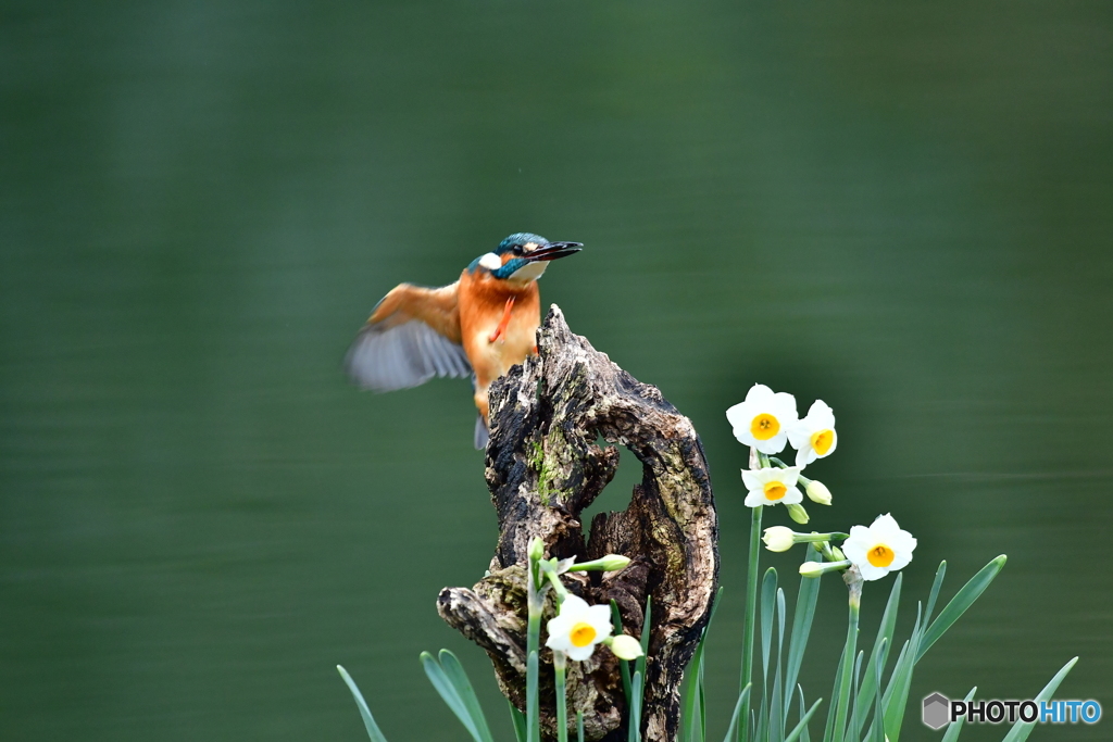 スイセンとカワセミ