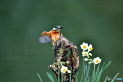 スイセンとカワセミ