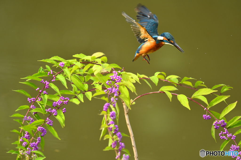 紫式部とカワセミ