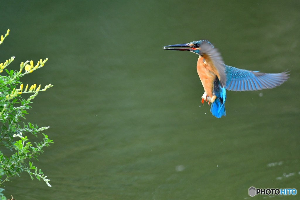 エニシダとカワセミ