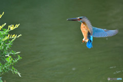 エニシダとカワセミ