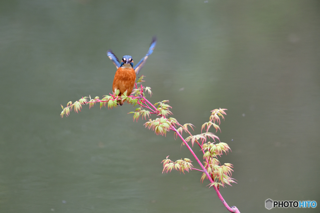 紅葉とカワセミ