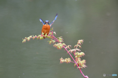 紅葉とカワセミ