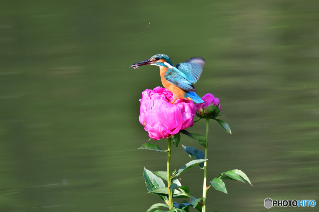 シャクヤクとカワセミ