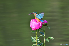 シャクヤクとカワセミ